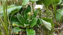 Celmisia verbascifolia