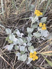 Senecio candidans