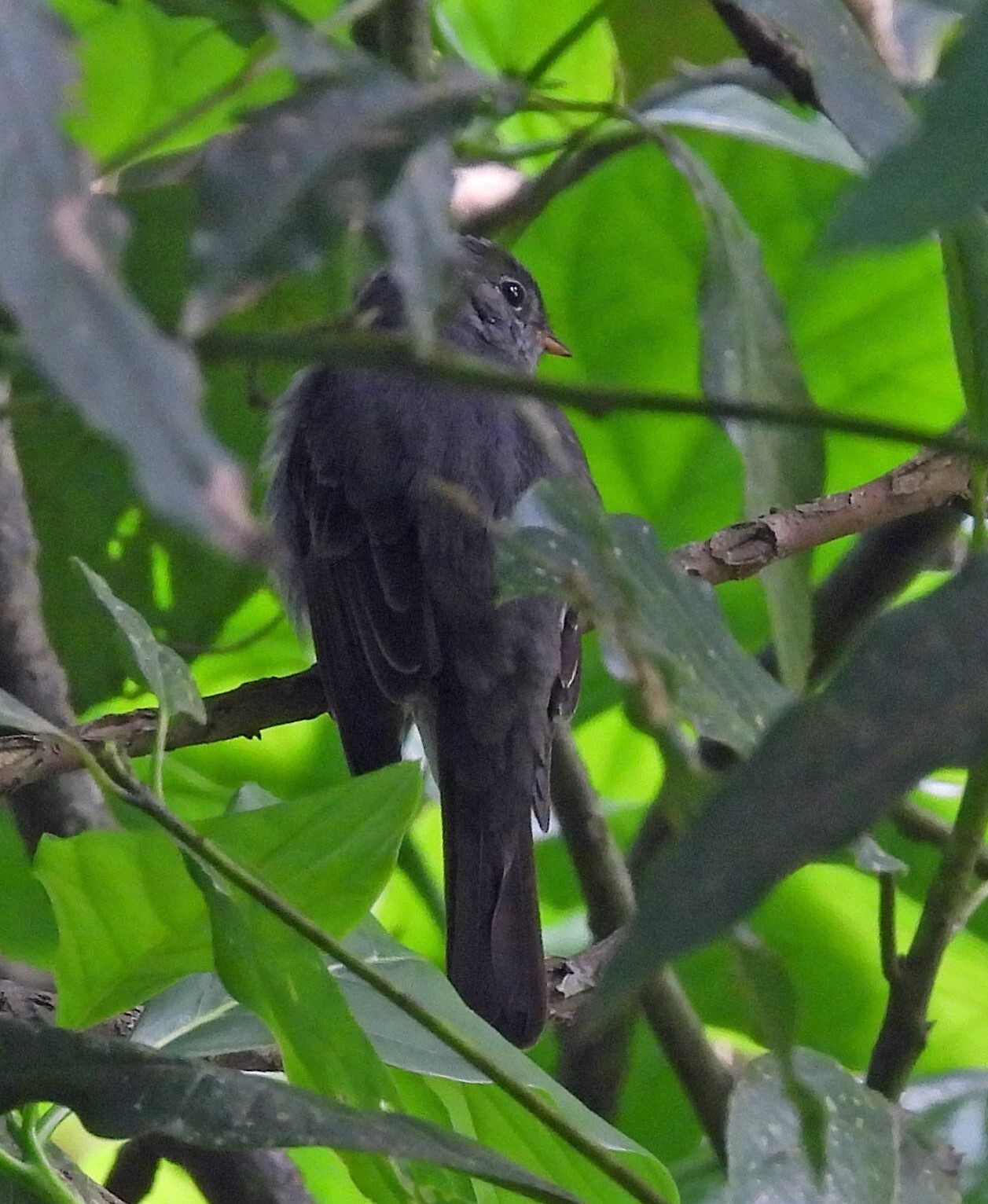 Slaty Elaenia (Elaenia strepera), photo 3