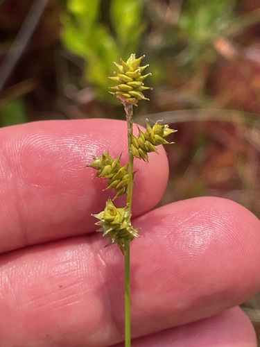 Atlantic sedge (Carex atlantica)