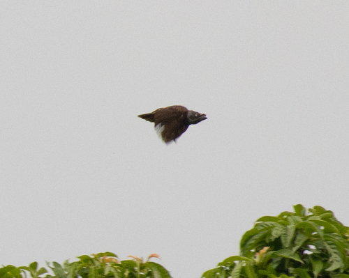 Grey-throated Barbet (Gymnobucco bonapartei), photo 4