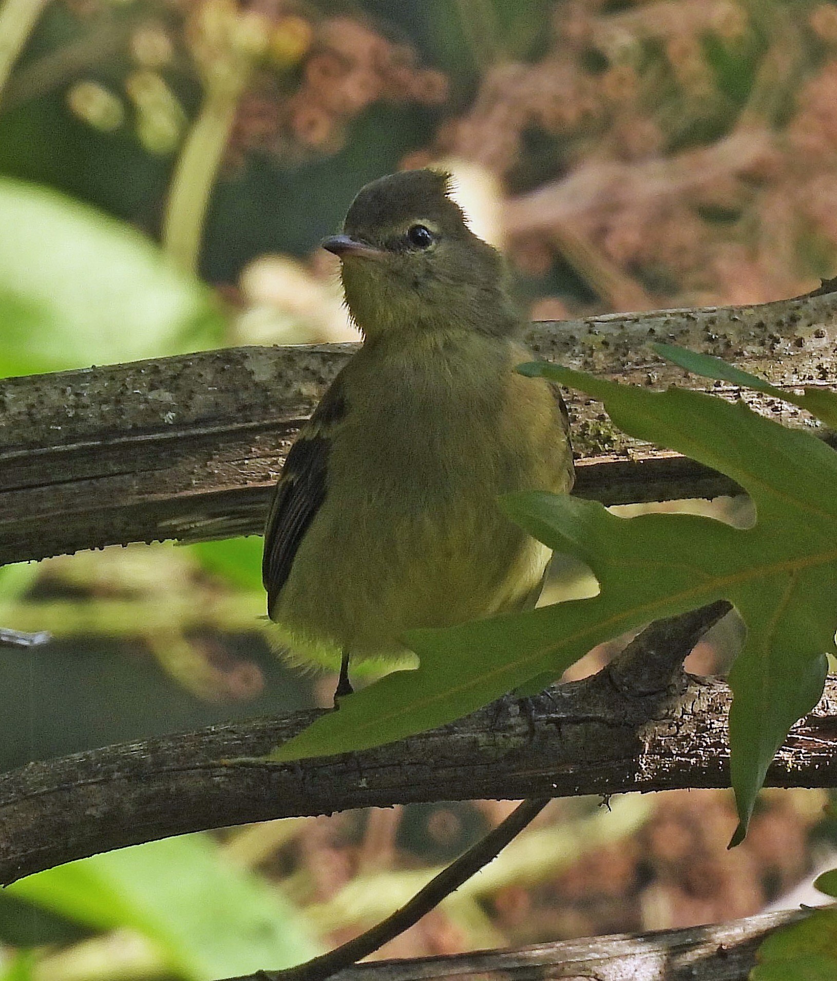Highland Elaenia (Elaenia obscura), photo 3