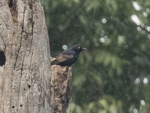 Narrow-tailed Starling (Poeoptera lugubris), photo 6