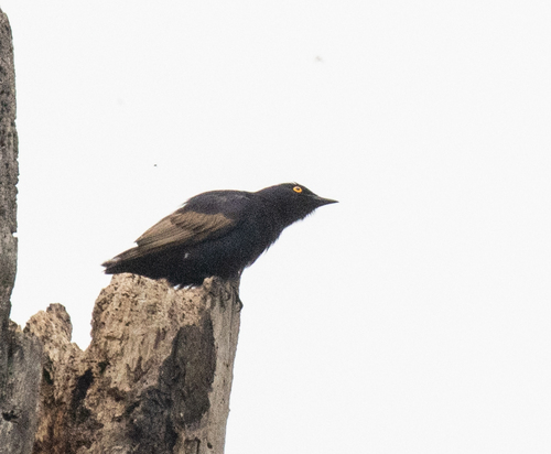 Narrow-tailed Starling (Poeoptera lugubris), photo 8