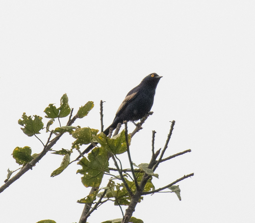 Narrow-tailed Starling (Poeoptera lugubris), photo 7