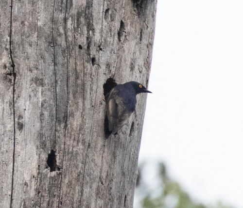 Narrow-tailed Starling (Poeoptera lugubris), photo 5