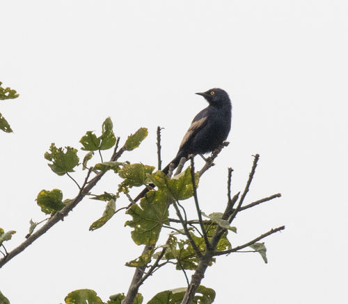 Narrow-tailed Starling (Poeoptera lugubris), photo 6