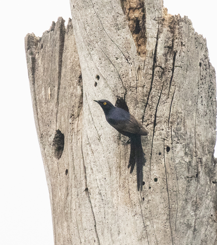 Narrow-tailed Starling (Poeoptera lugubris), photo 2