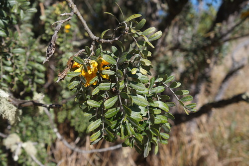 Sophora chrysophylla observed 2019-12-26