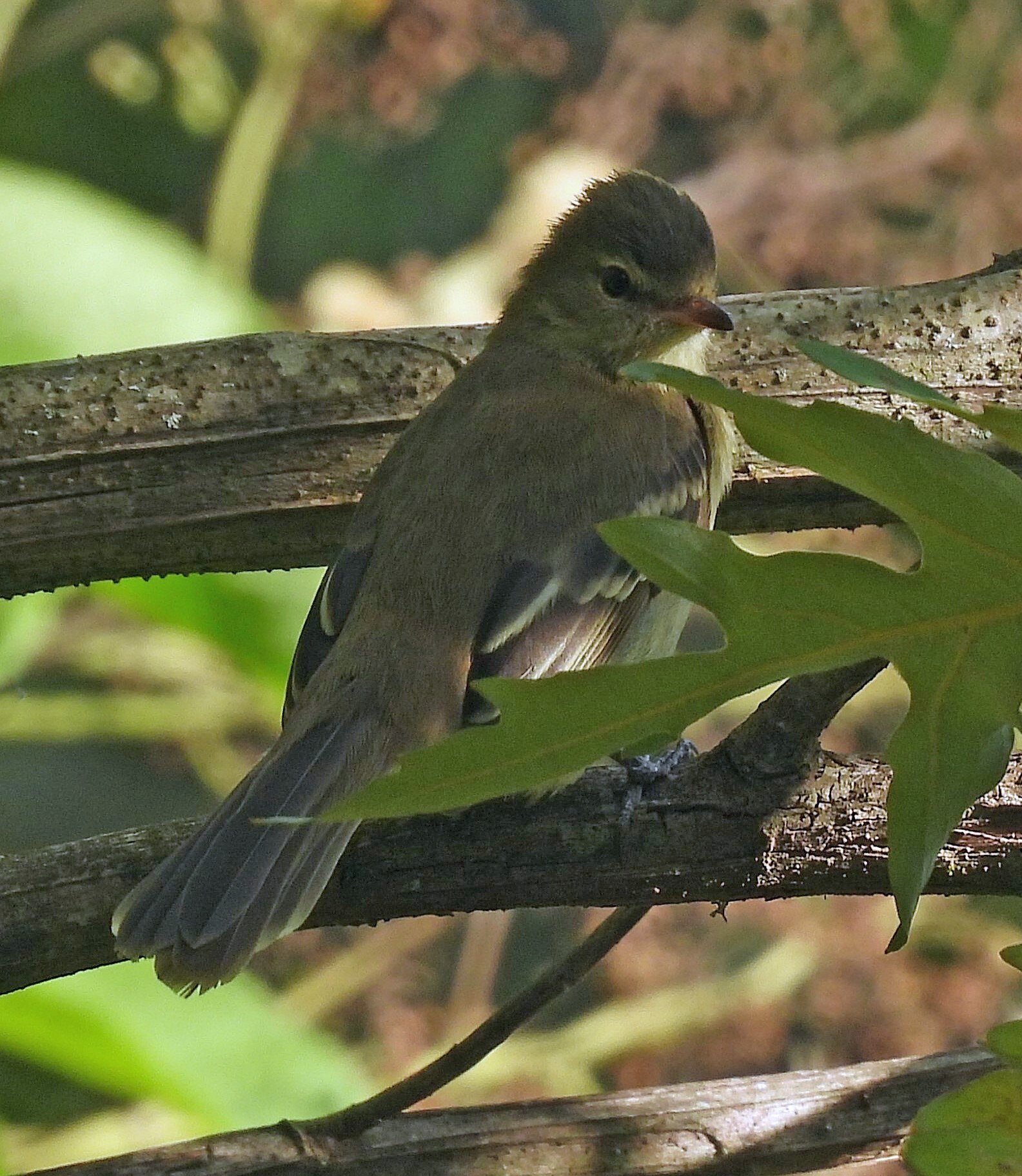 Highland Elaenia (Elaenia obscura), photo 4