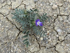 Astragalus emoryanus