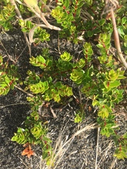 Gaultheria antarctica