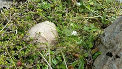 Geranium microphyllum