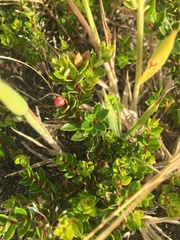 Gaultheria antarctica