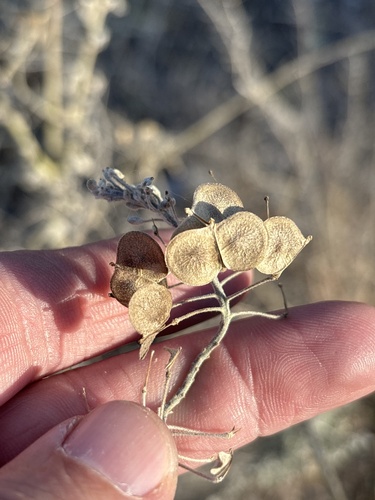 Palmer's spectaclepod (Dimorphocarpa candicans)