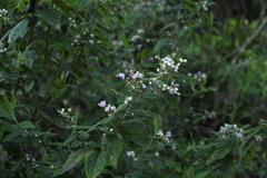 Lepidaploa canescens