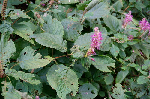 Comanthosphace stellipila iNat (3)