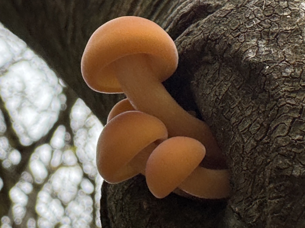 Flammulina · November 2025 · photo: © ulrike_schmidbauer (iNaturalist, cc-by-nc)