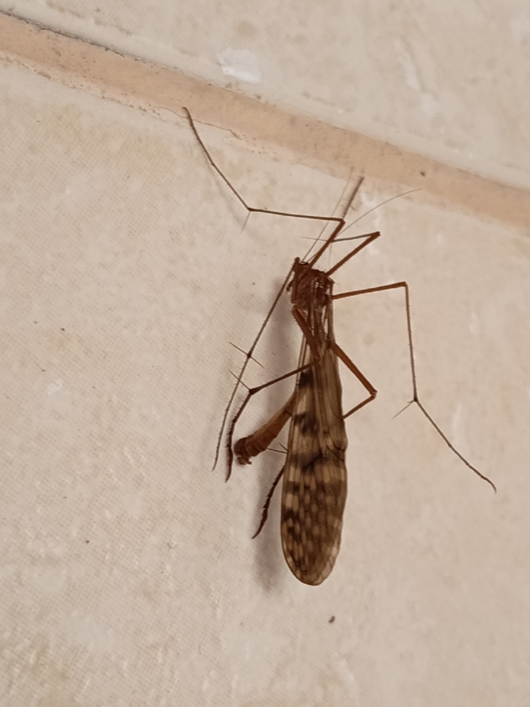 Bittacus chilensis