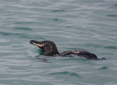 Spheniscus mendiculus