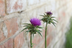 Silybum marianum