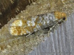 Retinia pallipennis