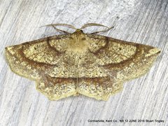 Euchlaena marginaria