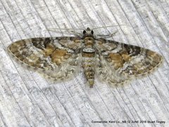 Eupithecia anticaria