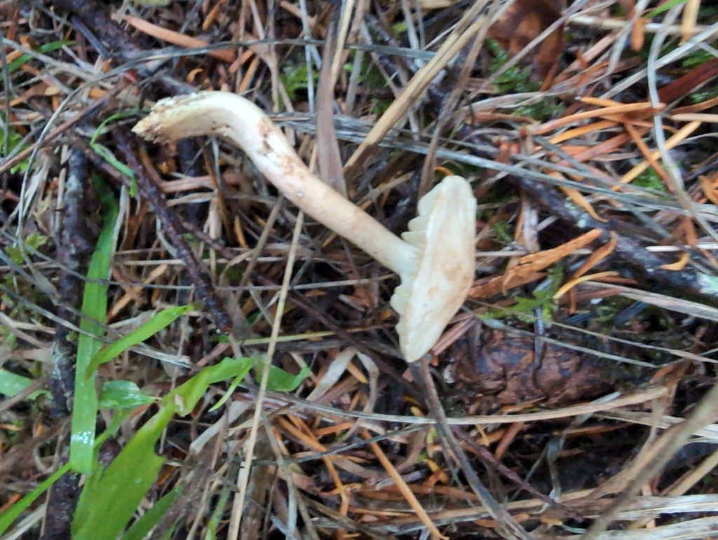 Tricholoma sulphureum · November 2025 · photo: © kem_luther (iNaturalist, cc-by-sa)