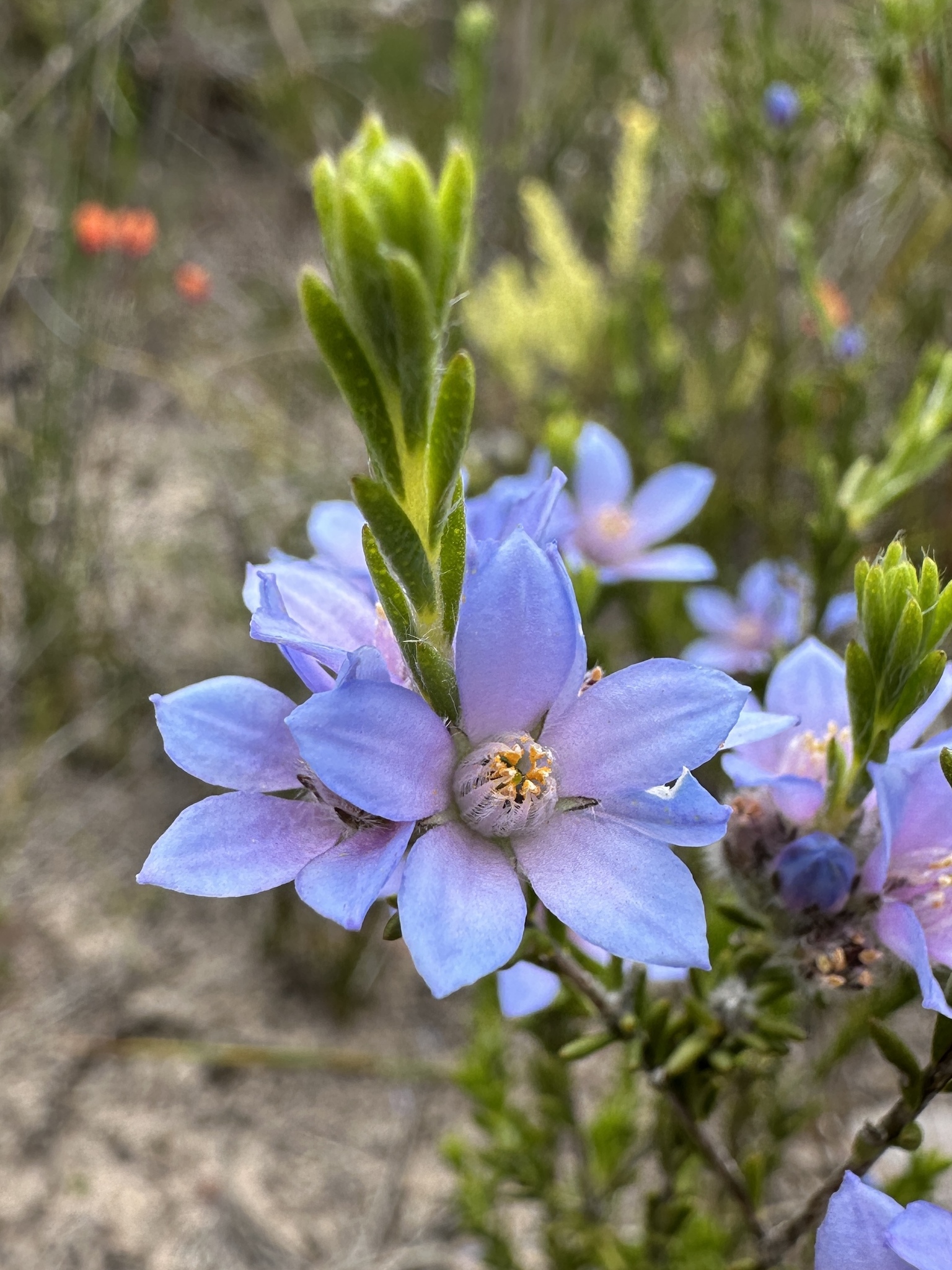 Philotheca nodiflora