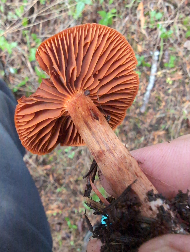 Cortinarius cinnamomeus · November 2025 · photo: © kem_luther (iNaturalist, cc-by-sa)