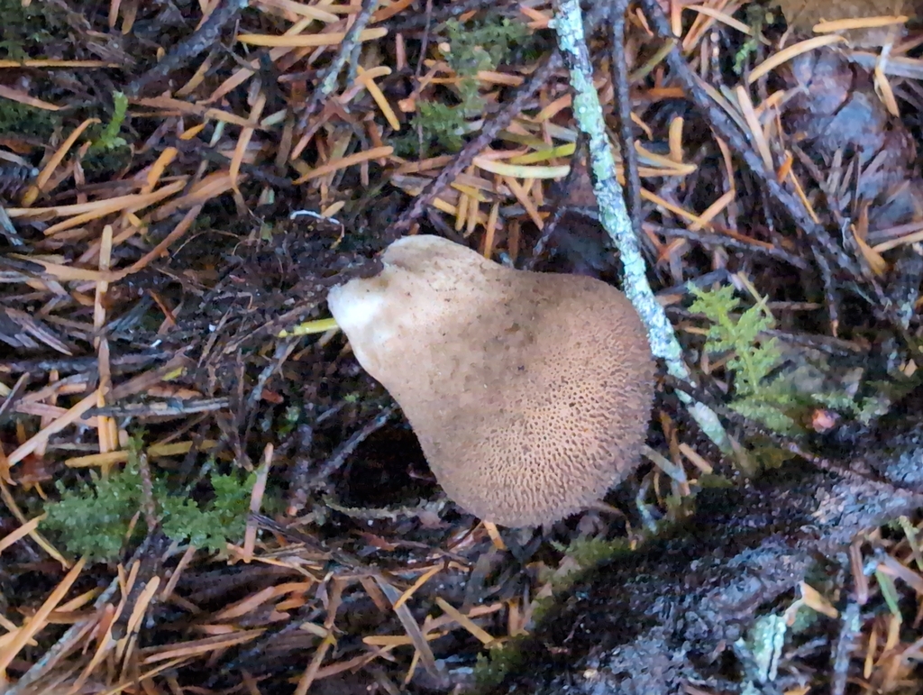 Lycoperdon nigrescens · November 2025 · photo: © kem_luther (iNaturalist, cc-by-sa)