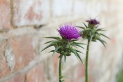 Silybum marianum