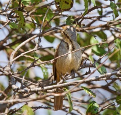 Cichladusa arquata