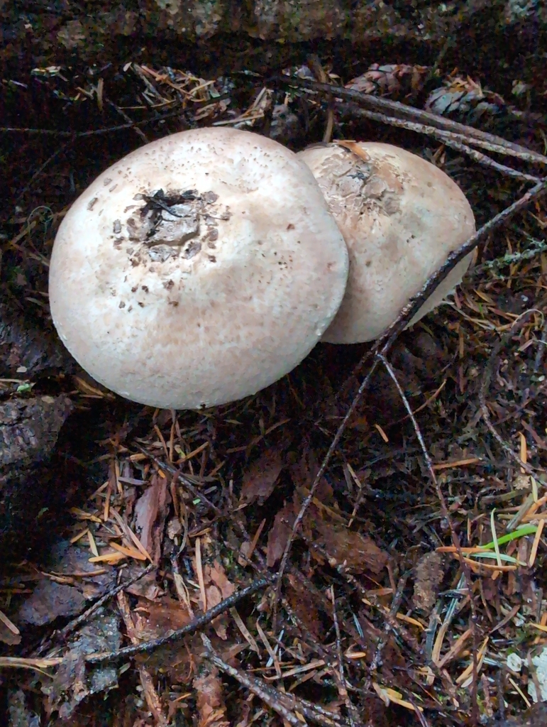 Agaricus hondensis · November 2025 · photo: © kem_luther (iNaturalist, cc-by-sa)