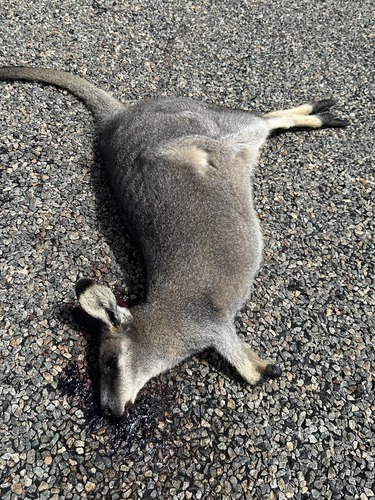 Western Brush Wallaby