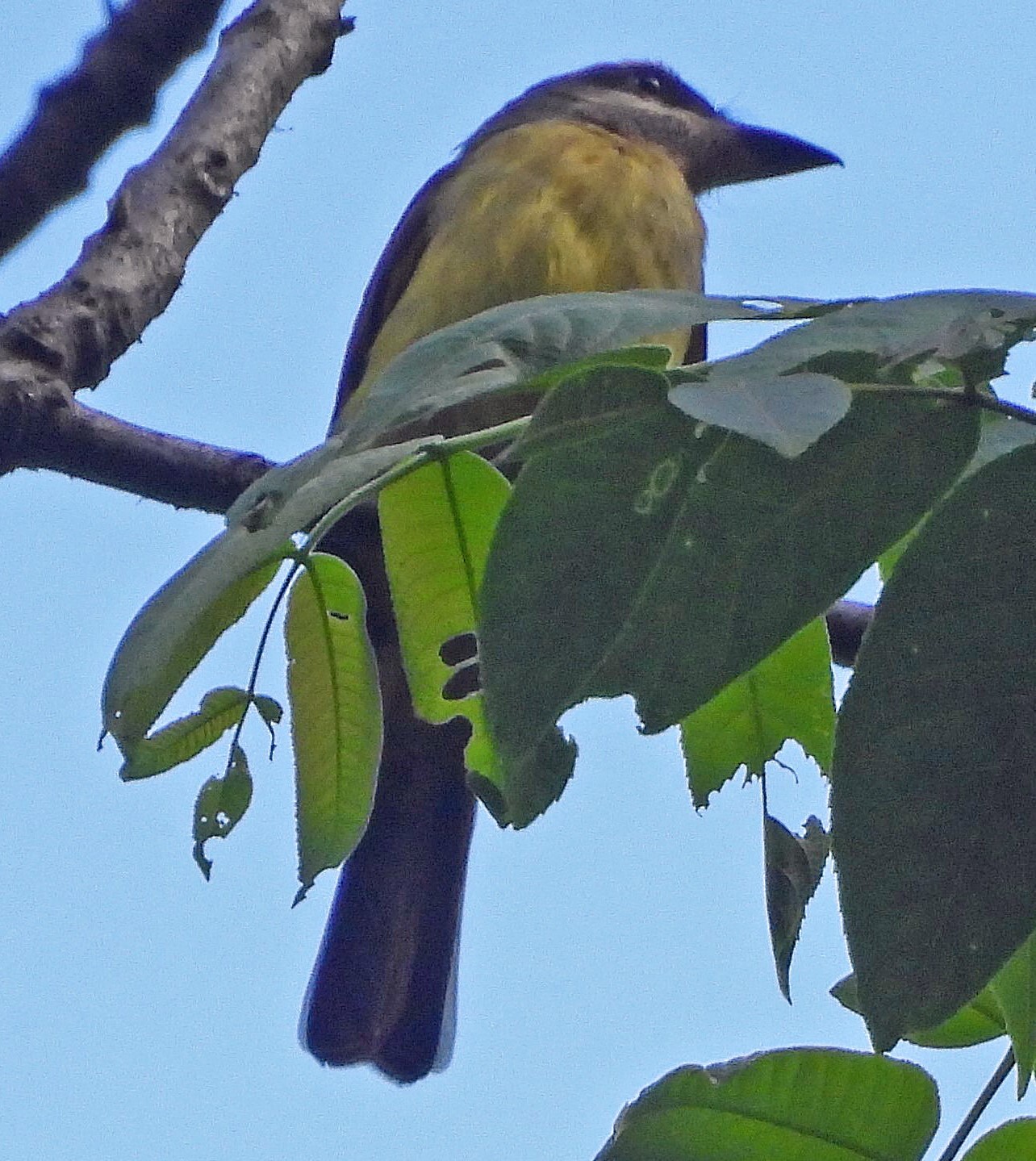 Golden-crowned Flycatcher (Myiodynastes chrysocephalus), photo 7