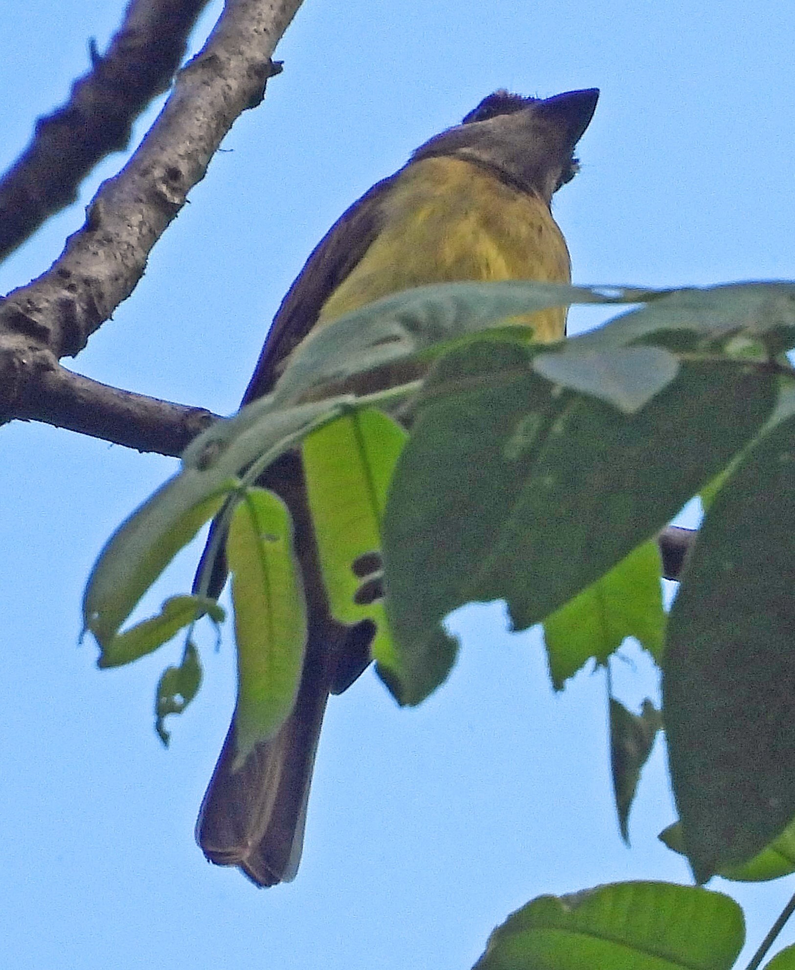 Golden-crowned Flycatcher (Myiodynastes chrysocephalus), photo 8
