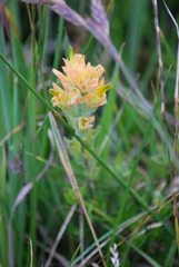 Castilleja affinis affinis