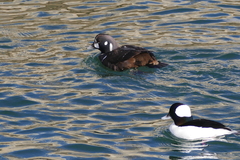 Histrionicus histrionicus