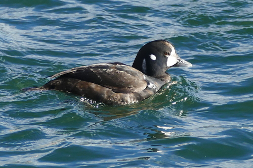 Harlequin Duck