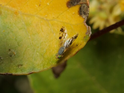 Trypanaresta delicatella observed 2025-11-12