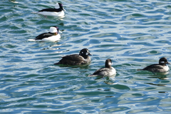 Histrionicus histrionicus