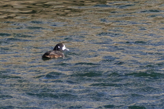 Histrionicus histrionicus