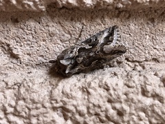 Cornutiplusia circumflexa