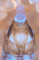 Philotarsus californicus