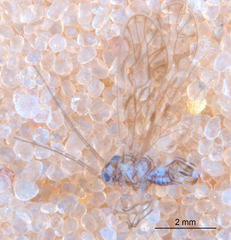 Philotarsus californicus