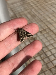 Cornutiplusia circumflexa