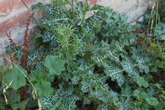 Silybum marianum