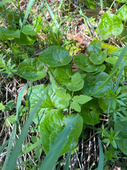 Asarum lemmonii, photograph author not stated, no rights reserved